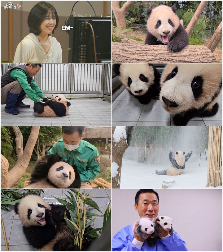 [서울=뉴시스] MBC가 성탄절과 새해를 맞아 특집 다큐 2부작 '푸바오tv 전지적 할부지 시점'을 방송한다. (사진=MBC '푸바오tv 전지적 할부지 시점' 제공) 2023.12.22. photo@newsis.com *재판매 및 DB 금지