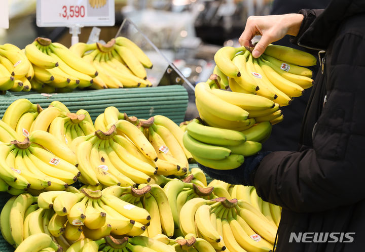 [서울=뉴시스] 황준선 기자 = 26일 서울 시내 한 대형마트의 수입과일 매대 모습. 농림축산식품부에 따르면 장바구니 물가 완화를 위해 할당관세가 적용된 수입 과일의 도매가격이 바나나 9%, 망고 23.5%, 자몽 17% 등 크게 하락한 것으로 나타났다. 2023.12.26. hwang@newsis.com