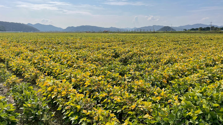[안동=뉴시스] 문경지구 콩 재배단지(110ha). (사진=경북도 제공) 2023.12.27 *재판매 및 DB 금지