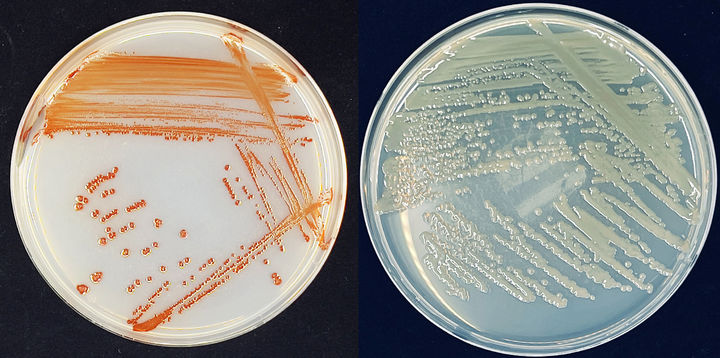 [목포=뉴시스] 비브리오 HNIBRBA4763(왼쪽) 균주와 슈도모나스 HNIBRBA3361 균주. *재판매 및 DB 금지