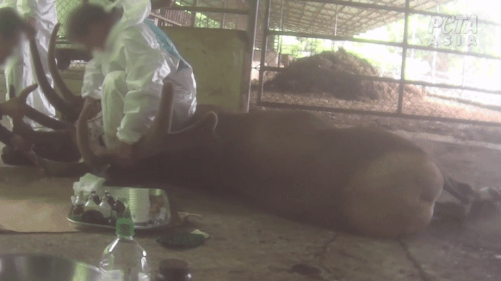 동물보호단체 피타(PETA) 조사관들은 지난 6월 전남 장흥을 비롯한 국내 사슴 농장 4곳에 방문했다고 지난 26일 밝혔다. 조사관들은 작업자가 사슴을 제대로 마취하지 않고 뿔을 자르는 장면을 포착했다고 한다. (사진=PETA 제공) *재판매 및 DB 금지