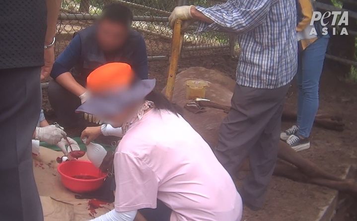 지난 6월 피타 조사관들은 사슴 농장 관계자들이 녹용을 구매하기 위해 농장에 방문한 사람들에게 사슴 생피를 제공하는 장면을 포착했다고 밝혔다. (사진=PETA 제공) *재판매 및 DB 금지