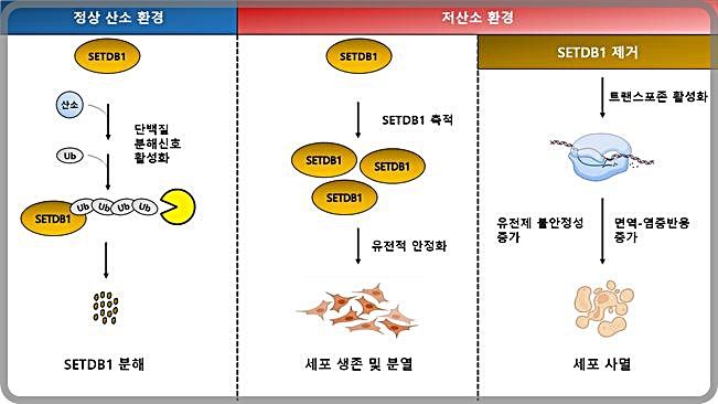 [대전=뉴시스] 산소 농도에 따른 SETDB1 단백질의 조절 모식도. 저산소 환경에서 SETDB1이 제거되면  트랜스포존이 활성화돼 면역-염증 신호와 유전체 불안정성이 증가, 세포사멸이 유도된다.(사진=생명연구원 제공)  *재판매 및 DB 금지