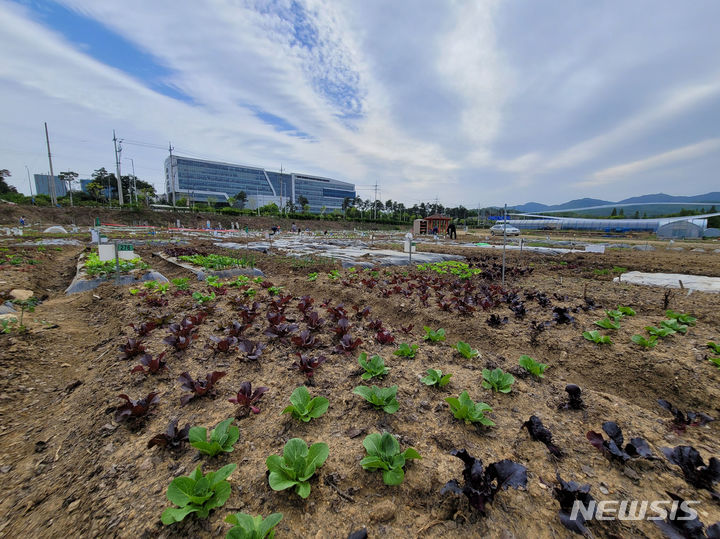 [성남=뉴시스] 성남시청 건너편에 있는 성남시민농원 내 실버 텃밭