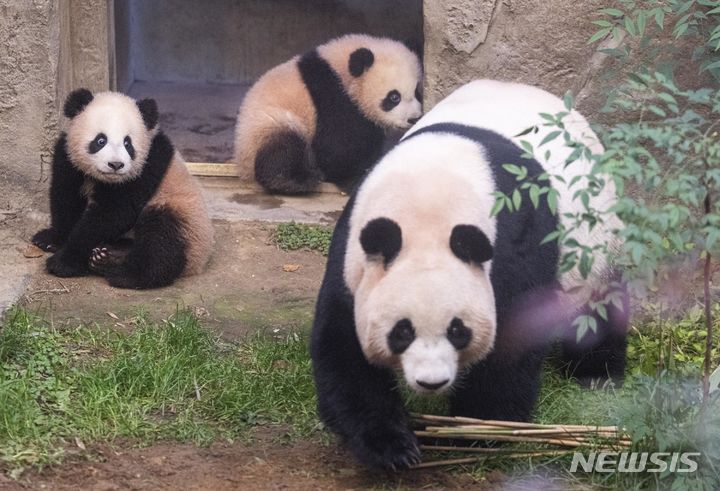 [서울=뉴시스] 판다월드 방사장에 사전답사 나온 엄마 아이바오(맨앞)와 쌍둥이 판다 루이바오(왼쪽), 후이바오(오른쪽) (사진=에버랜드 제공) 