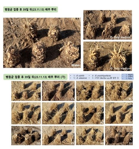평창군·강원대, 미생물 3종 배양 "뿌리혹병에 효과"