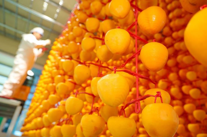 [산청=뉴시스] 산청군청 산청군 곶감말리기 작업 한창 *재판매 및 DB 금지 *재판매 및 DB 금지