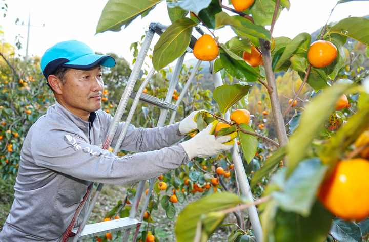 [산청=뉴시스] 산청군청 산청 지리산 농장에서 한인호 대표가 고종시 감 수확 *재판매 및 DB 금지 *재판매 및 DB 금지