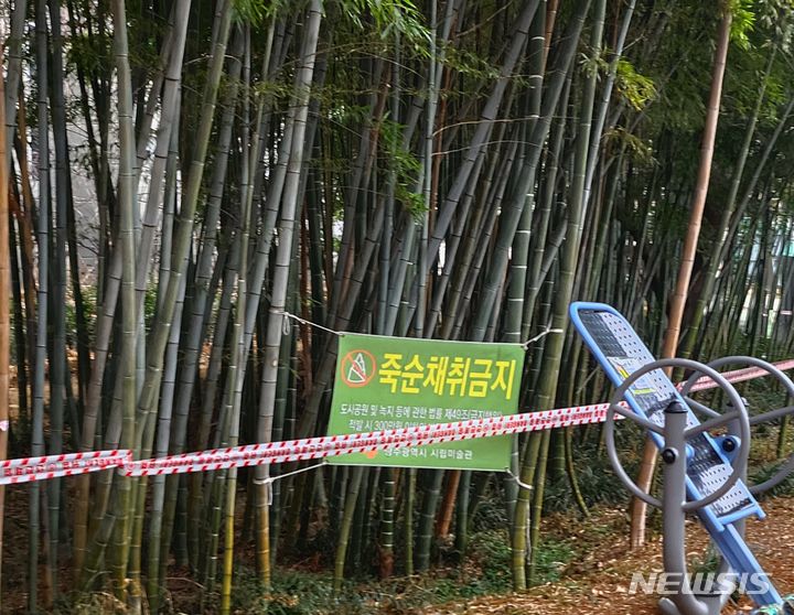 [광주=뉴시스] 김혜인 기자 = 5일 오후 광주 서구 하정웅미술관 인근 대나무숲에 죽순 무단 채취 문구가 붙어있다. 2024.01.05. hyein0342@newsis.com