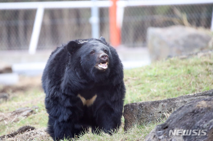 [서귀포=뉴시스] 우장호 기자 = 지난 1월5일 오전 제주 서귀포시 성산읍 수산리 제주자연생태공원에 입주한 반달가슴곰. 2024.01.05. woo1223@newsis.com