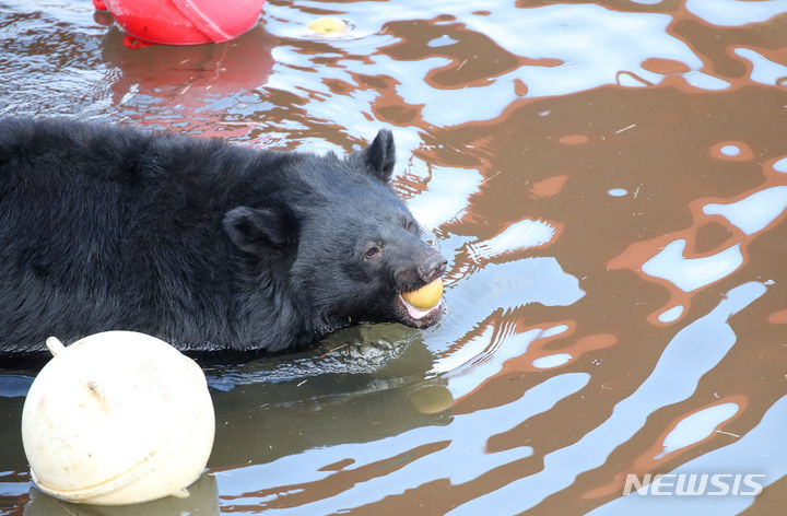 [서귀포=뉴시스] 우장호 기자 = 5일 오전 제주 서귀포시 성산읍 수산리 제주자연생태공원에 입주한 반달가슴곰이 적응기간을 마치고 생태학습장에서 즐겁게 놀고 있다. 제주에 보금자리를 튼 반달가슴곰 4마리는 곰 사육 종식을 준비하는 과정에서 보호시설로 이송된 개체다. 지난해 1월 환경부와 지방자치단체, 곰 사육농가, 동물단체는 2025년까지 곰 사육 종식을 합의했다. 2024.01.05. woo1223@newsis.com