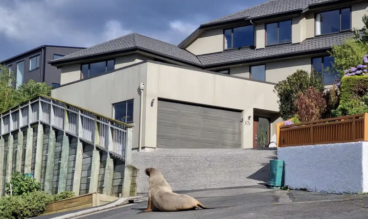 [서울=뉴시스] 뉴질랜드 항구도시 더니든에 수년째 바다사자 무리가 출몰하며 휴가철을 즐기는 사람들과 맞닥뜨려 크고 작은 소란이 벌어지고 있다고 8일(현지 시간) 가디언이 보도했다. 사진은 주민 거주지역에 나타난 바다사자. (사진=뉴질랜드 환경보호부) 2024.10.10. *재판매 및 DB 금지