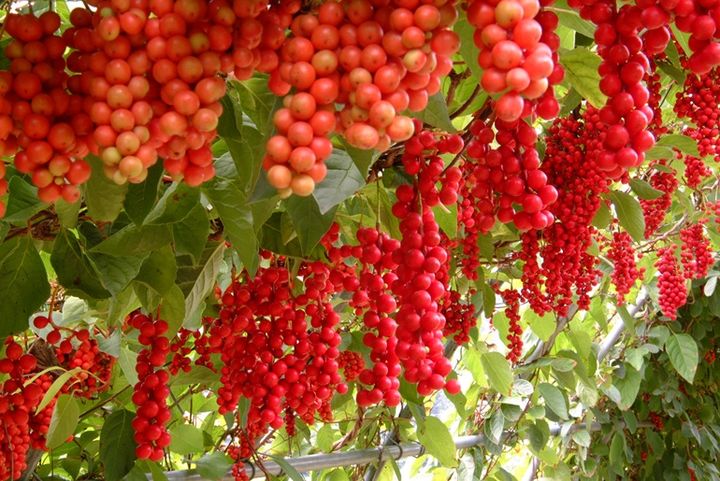 문경 오미자 (사진=문경시 제공) *재판매 및 DB 금지