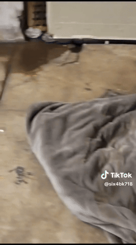 뉴욕 지하철에서 목격된 쥐 떼 (사진=틱톡 캡처) *재판매 및 DB 금지 *재판매 및 DB 금지