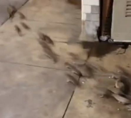 뉴욕 지하철에서 목격된 쥐 떼 (사진=틱톡 캡처) *재판매 및 DB 금지