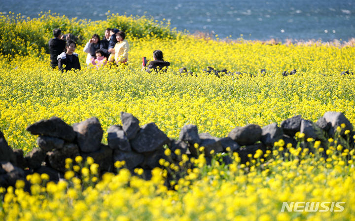 [서귀포=뉴시스] 우장호 기자 = 낮 기온이 크게 오르며 포근한 날씨를 보인 14일 오후 제주 서귀포시 성산읍 성산일출봉 인근 유채꽃밭을 찾은 관광객들이 이른 봄꽃을 감상하며 즐거운 시간을 보내고 있다. 2024.01.14. woo1223@newsis.com