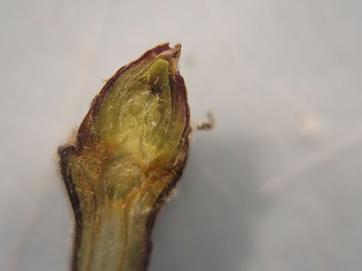 [진주=뉴시스]경남도농업기술원, 사과 꽃 눈.(사진=뉴시스 DB).photo@newsis.com *재판매 및 DB 금지