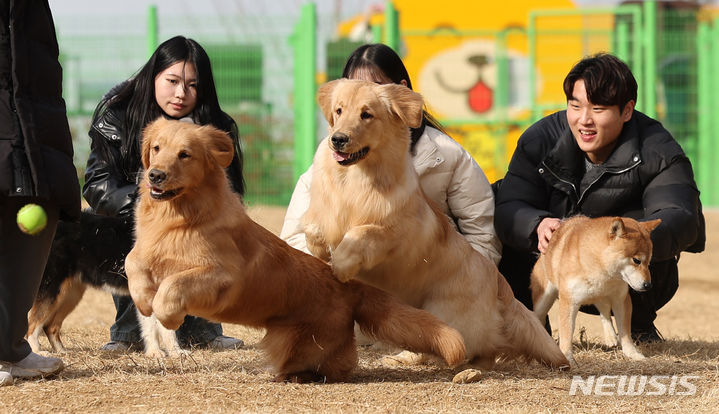 [대구=뉴시스] 이무열 기자 = 16일 대구 달서구 장동에 조성된 반려견 놀이터에서 강아지들이 뛰놀고 있다. 2024.01.16. lmy@newsis.com