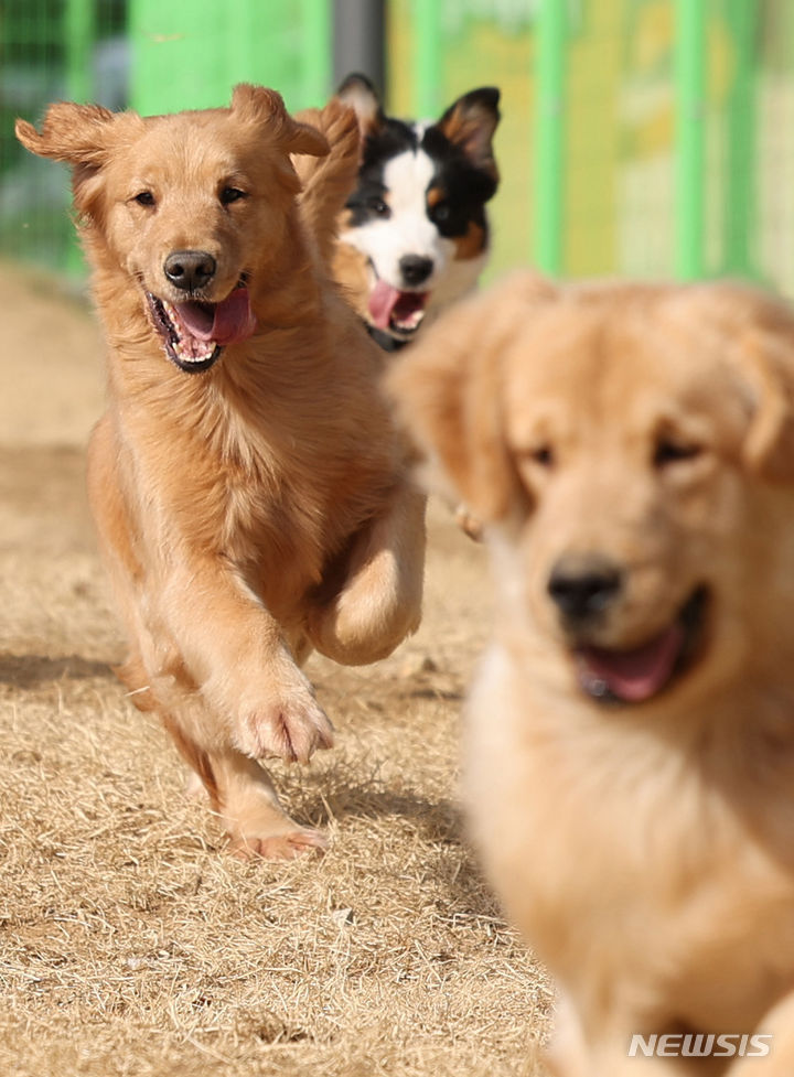반려견 놀이터에서 강아지들이 뛰놀고 있는 모습. 사진은 기사와 무관하다.