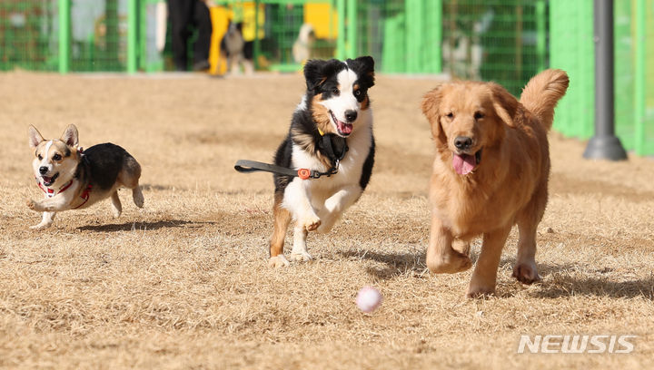 [대구=뉴시스] 이무열 기자 = 대구 달서구 장동에 있는 반려견 놀이터에서 강아지들이 뛰놀고 있다. 2024.01.16. lmy@newsis.com