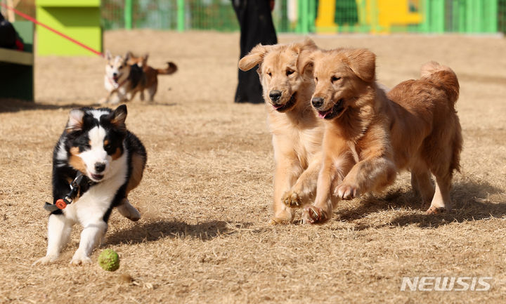 [대구=뉴시스] 이무열 기자 = 16일 대구 달서구 장동에 조성된 반려견 놀이터에서 강아지들이 뛰놀고 있다. 2024.01.16. lmy@newsis.com