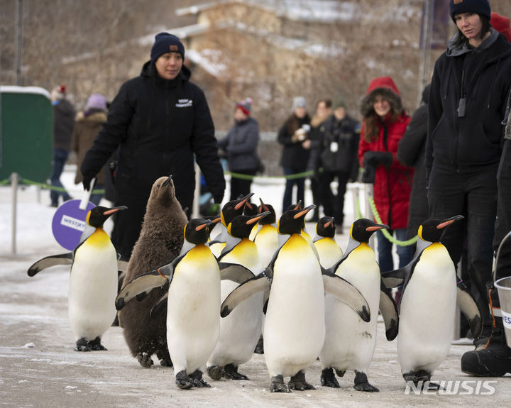 [캘거리=AP/뉴시스] 16일(현지시각) 캐나다 앨버타주 캘거리 동물원에서 킹펭귄들이 운동을 위해 산책하고 있다. 이 펭귄들은 오는 봄까지 매일 산책에 나선다. 2024.01.17.