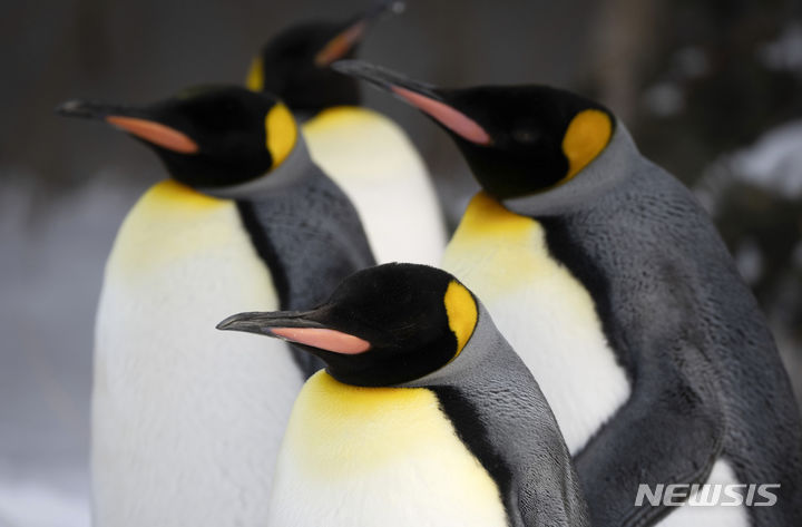 [캘거리=AP/뉴시스] 16일(현지시간) 캐나다 앨버타주 캘거리 동물원에서 킹펭귄들이 운동을 위해 산책하고 있다. 이 펭귄들은 오는 봄까지 매일 산책에 나선다. 2024.01.17.