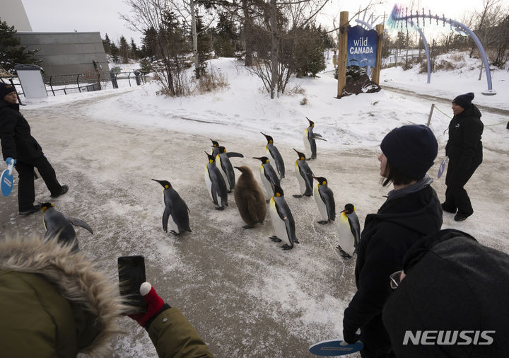 [캘거리=AP/뉴시스] 16일(현지시간) 캐나다 앨버타주 캘거리 동물원에서 킹펭귄들이 운동을 위해 산책하고 있다. 이 펭귄들은 오는 봄까지 매일 산책에 나선다. 2024.01.17.