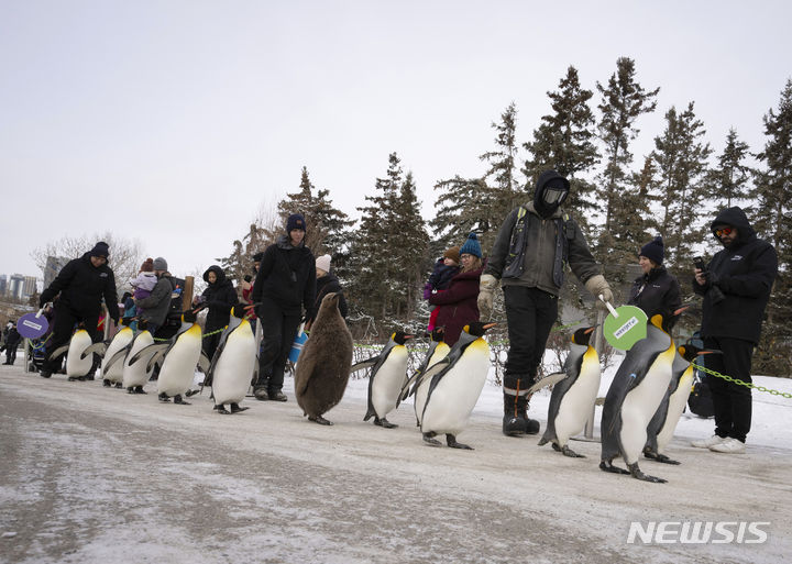 [캘거리=AP/뉴시스] 16일(현지시간) 캐나다 앨버타주 캘거리 동물원에서 킹펭귄들이 운동을 위해 산책하고 있다. 이 펭귄들은 오는 봄까지 매일 산책에 나선다. 2024.01.17.
