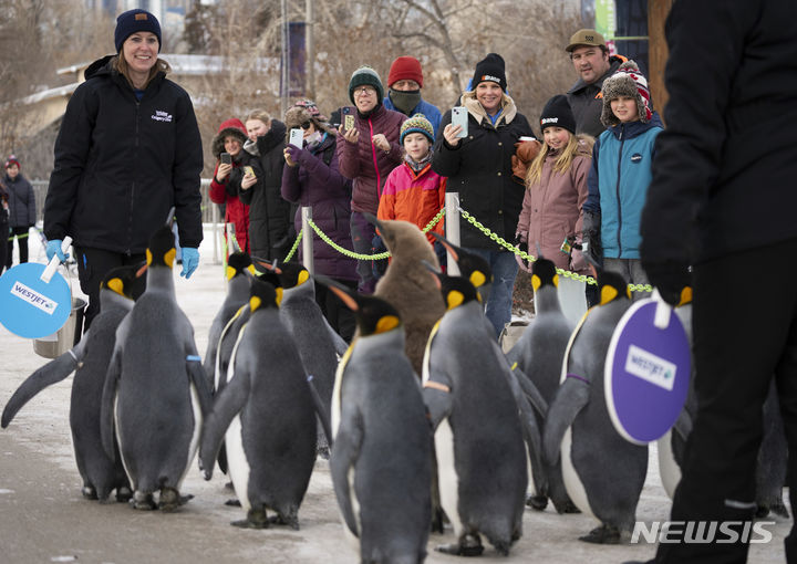 [캘거리=AP/뉴시스] 16일(현지시각) 캐나다 앨버타주 캘거리 동물원에서 후원자들이 운동을 위해 산책 나온 킹펭귄들을 사진 찍고 있다. 이 펭귄들은 오는 봄까지 매일 산책에 나선다. 2024.01.17.