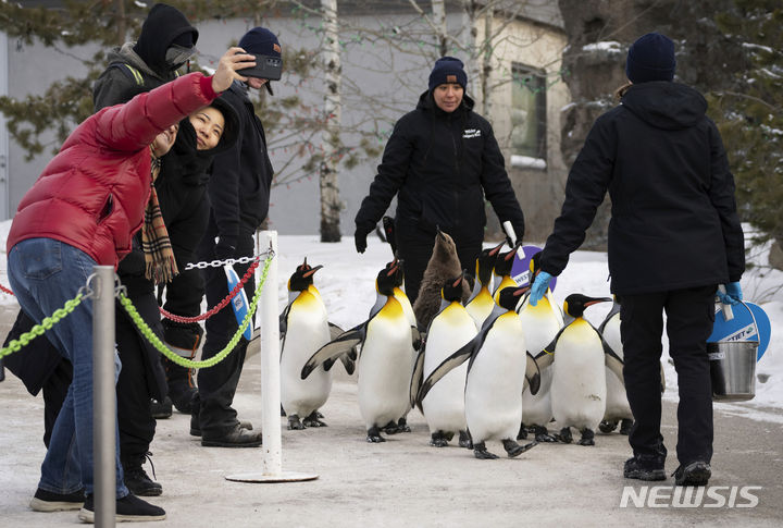 [캘거리=AP/뉴시스] 16일(현지시간) 캐나다 앨버타주 캘거리 동물원에서 킹펭귄들이 운동을 위해 산책하고 있다. 이 펭귄들은 오는 봄까지 매일 산책에 나선다. 2024.01.17.