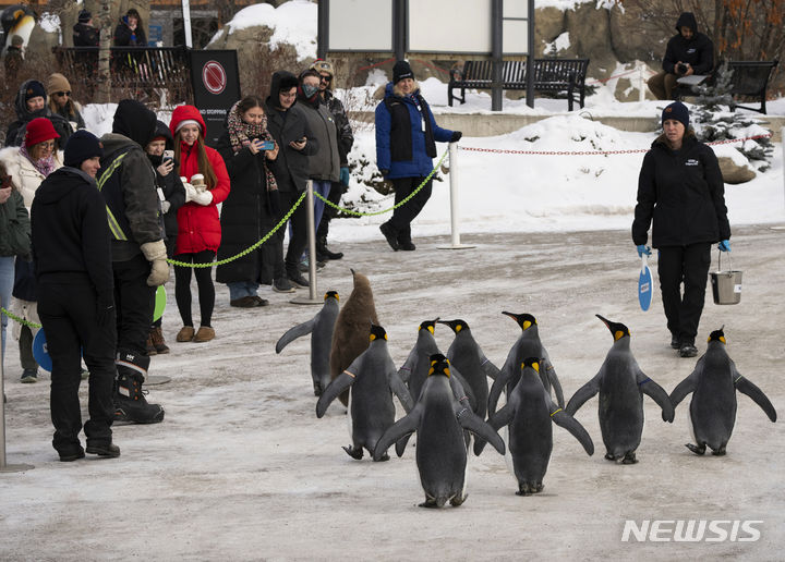 [캘거리=AP/뉴시스] 16일(현지시각) 캐나다 앨버타주 캘거리 동물원에서 킹펭귄들이 운동을 위해 산책하고 있다. 이 펭귄들은 오는 봄까지 매일 산책에 나선다. 2024.01.17.