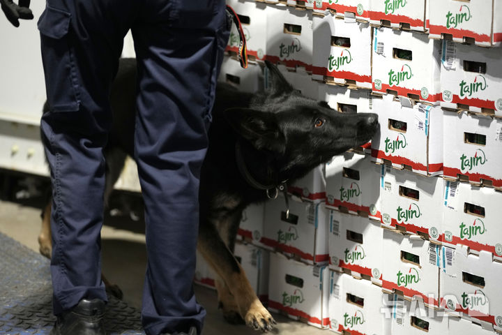FILE - A customs agent works with a drug sniffer dog in the Port of Antwerp on Wednesday, Aug. 17, 2022. Customs seized another record amount of cocaine in the port of Antwerp in 2023, with 116 tons intercepted, Belgian authorities said on Wednesday. (AP Photo/Virginia Mayo, File)