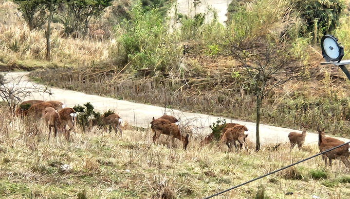 [영광=뉴시스] 이창우 기자=1985년 안마도 주민 3명이 녹용 채취를 목적으로 섬에 들여온 사슴 10마리가 야산에 버려진 뒤 개체수가 1000여 마리까지 늘어나면서 밭작물과 묘지를 파헤치고 밤에는 울음소리 소음 문제 발생으로 섬 주민들의 고통이 가중되고 있다. (사진=영광군 제공) 2024.01.17. photo@newsis.com&nbsp; *재판매 및 DB 금지