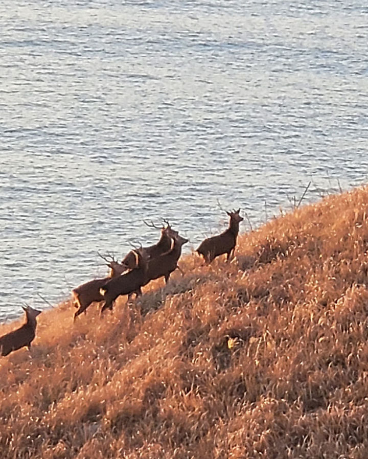 [영광=뉴시스] 이창우 기자=1985년 안마도 주민 3명이 녹용 채취를 목적으로 섬에 들여온 사슴 10마리가 야산에 버려진 뒤 개체수가 1000여 마리까지 늘어나면서 밭작물과 묘지를 파헤치고 밤에는 울음소리 소음 문제 발생으로 섬 주민들의 고통이 가중되고 있다. (사진=영광군 제공) 2024.01.17. photo@newsis.com&nbsp; *재판매 및 DB 금지
