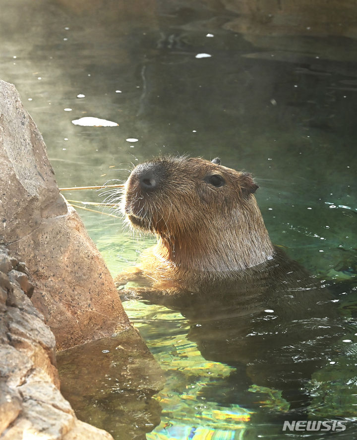 [수원=뉴시스] 김종택 기자 = 절기상 대한(大寒)을 이틀 앞둔 18일 경기도 용인시 에버랜드에서 카피바라가 온천욕을 즐기고 있다. 카피바라는 물을 매우 좋아해서 '물돼지'라는 별명을 가지고 있다. 2024.01.18. jtk@newsis.com