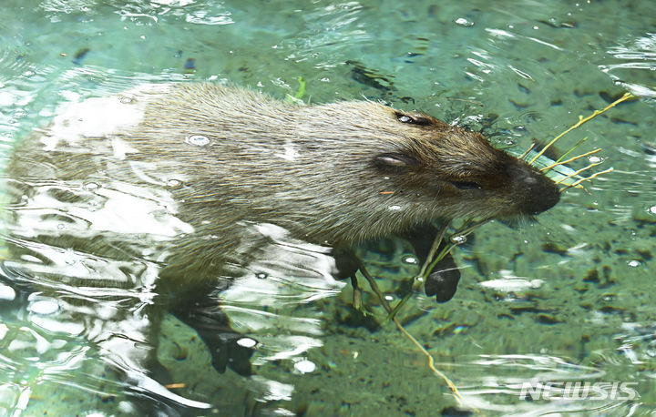 [수원=뉴시스] 김종택 기자 = 절기상 대한(大寒)을 이틀 앞둔 18일 경기도 용인시 에버랜드에서 카피바라가 온천욕을 즐기며 먹이를 먹고 있다. 카피바라는 물을 매우 좋아해서 '물돼지'라는 별명을 가지고 있다. 2024.01.18. jtk@newsis.com