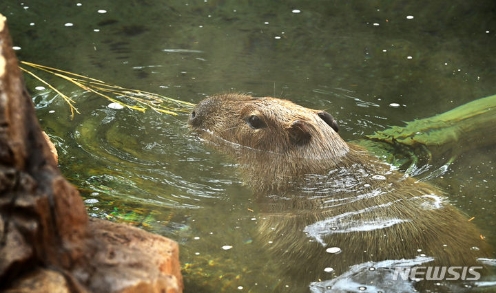 [수원=뉴시스] 김종택 기자 = 절기상 대한(大寒)을 이틀 앞둔 18일 경기도 용인시 에버랜드에서 카피바라가 온천욕을 즐기며 먹이를 먹고 있다. 카피바라는 물을 매우 좋아해서 '물돼지'라는 별명을 가지고 있다. 2024.01.18. jtk@newsis.com