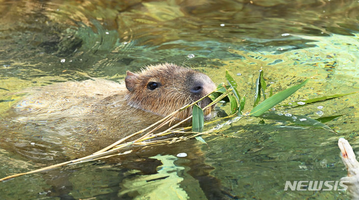 [수원=뉴시스] 김종택 기자 = 절기상 대한(大寒)을 이틀 앞둔 18일 경기도 용인시 에버랜드에서 카피바라가 온천욕을 즐기며 먹이를 먹고 있다. 카피바라는 물을 매우 좋아해서 '물돼지'라는 별명을 가지고 있다. 2024.01.18. jtk@newsis.com