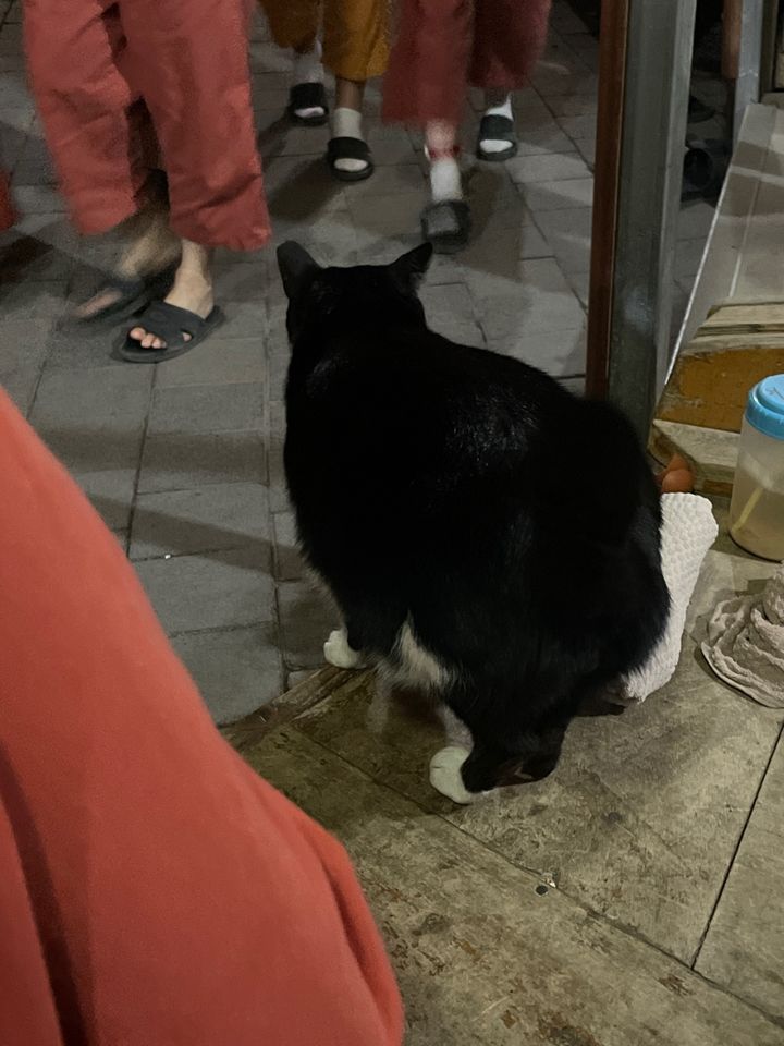 가래떡이 익을 때까지 기다리는 동안 발견한 고양이 *재판매 및 DB 금지