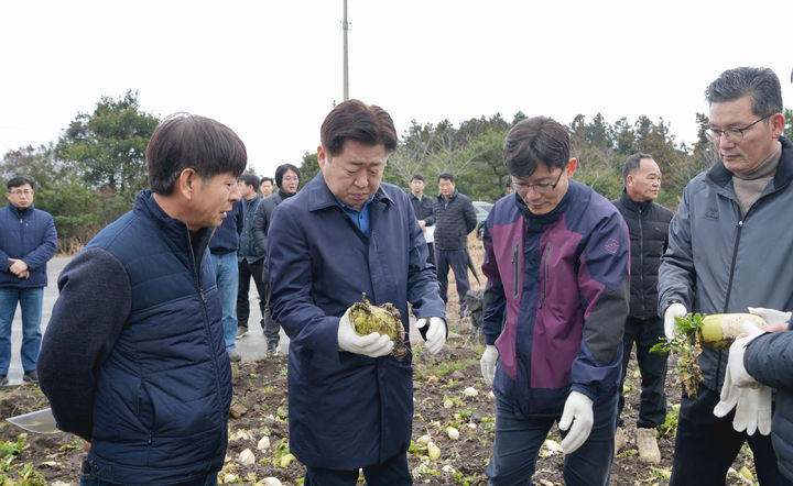 [제주=뉴시스] 오영훈(왼쪽 두번째) 제주특별자치도지사가 21일 낮 12시께 서귀포시 성산읍 월동무 자율감축 현장을 찾아 올해산 월동무 수급 상황을 살피고 있다. (사진=제주도 제공) 2024.01.21. photo@newsis.com *재판매 및 DB 금지