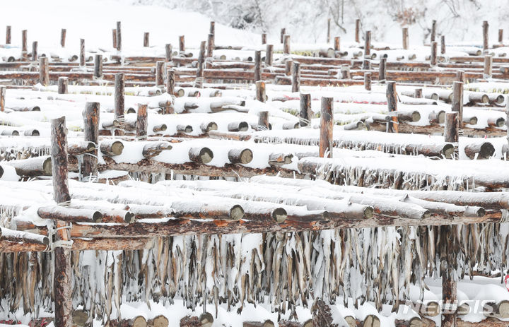[평창=뉴시스] 황준선 기자 = 지난달 21일 강원 평창군 대관령 인근 한 황태 덕장에 눈이 쌓여 있다. 2024.01.21. hwang@newsis.com