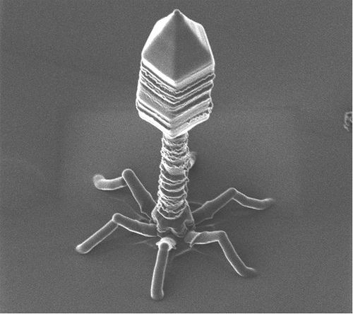 [서울=뉴시스] 미국에서만 매년 280만 건 이상의 항생제 내성 세균, 즉 슈퍼버그(Superbug)에 의한 감염이 발생하고 있다. 이를 해결하기 위해 미국 의료진들은 박테리오파지를 통한 임상시험에 돌입했다. 사진은 현미경으로 촬영한 박테리오파지. (출처=플리커)2024.01.22. *재판매 및 DB 금지