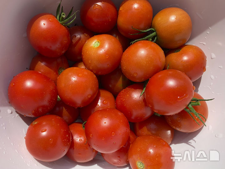 [AP/뉴시스] 도널드 트럼프 미국 대통령이 4일(현지 시간)부터 멕시코, 캐나다, 중국에 추가 관세를 부과하기로 명령하면서 방울토마토 등 미국 소비재 가격 인상이 불가피할 전망이다. (사진=뉴시스DB) 2025.02.03.