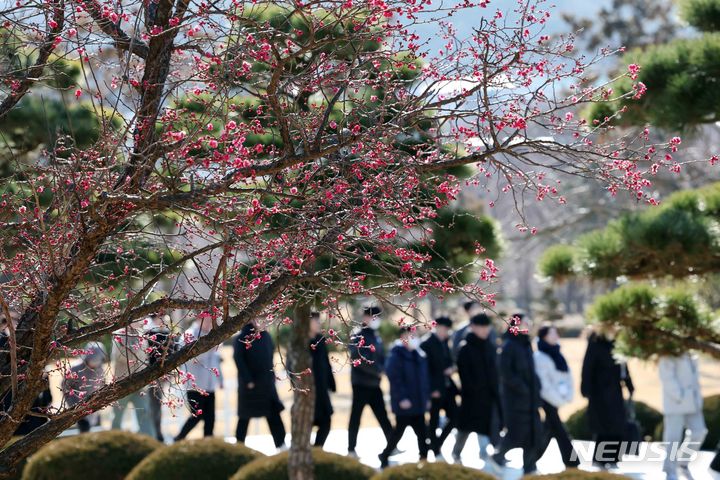 [부산=뉴시스] 하경민 기자 = 전국에 한파가 덮친 24일 부산 남구 유엔기념공원을 찾은 시민들이 꽃망울을 터트린 '봄의 전령' 매화를 구경하고 있다. 2024.01.24. yulnetphoto@newsis.com