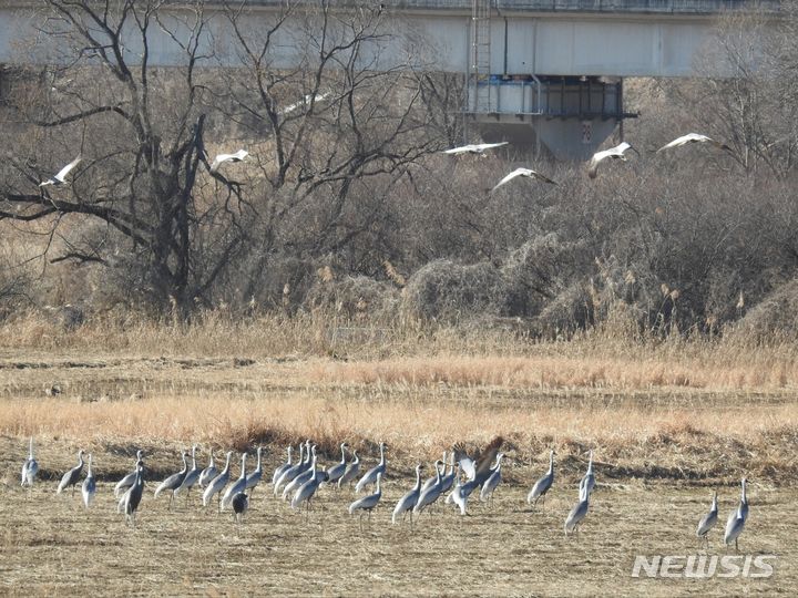 김해 퐈포천 재두루미 먹이 공급