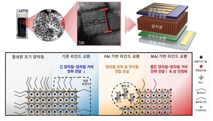 [울산=뉴시스] 유기계 페로브스카이트 양자점 소재와 이를 이용한 태양전지의 구조 및 리간드 치환 방식 모식도 *재판매 및 DB 금지