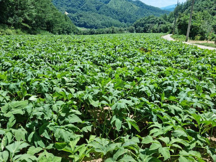 [평창=뉴시스] 김의석 기자 = 진부 당귀. (제공=평창군) *재판매 및 DB 금지