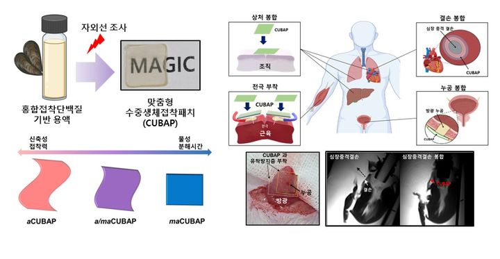 [포항=뉴시스] 강진구 기자 = 포스텍은 화학공학과·융합대학원 차형준 교수와 화학공학과 박사과정 양장우 씨, K-MEDI Hub(대구경북첨단의료산업진흥재단) 신화희 선임연구원, 부경대 스마트헬스케어학부 송강일 교수 공동 연구팀이 홍합에서 유래한 접착단백질(Mussel Adhesive Protein)을 사용해 맞춤형 수중 생체 접착 패치인 CUBAP(Customized Underwater Bio-Adhesive Patches)을 개발했다고 29일 밝혔다.사진은 연구 관련 이미지.(사진=포스텍 제공) 2024.01.29.photo@newsis.com  *재판매 및 DB 금지