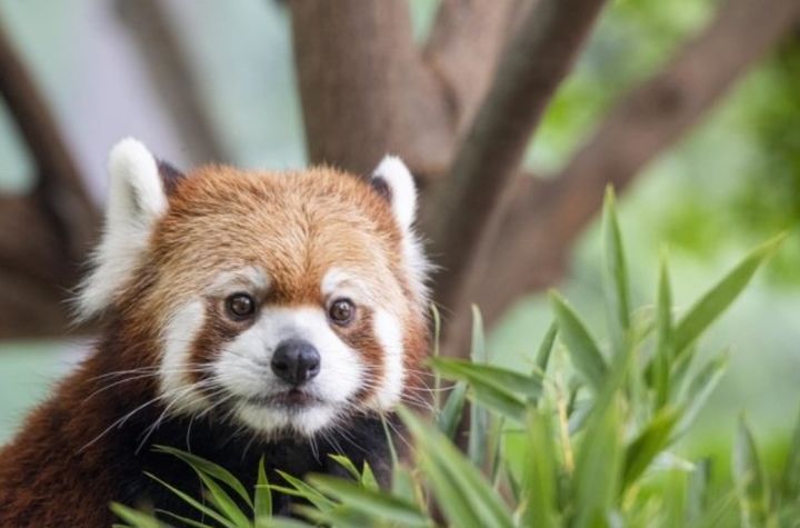 애버랜드 판다월드 래서팬더 '레시' (사진=뉴스1/에버랜드 제공) *재판매 및 DB 금지